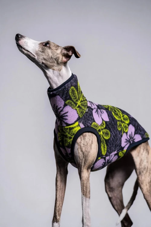 Whippet w bluzie wełnianej Nocny Zielnik, portret z głową uniesioną do góry