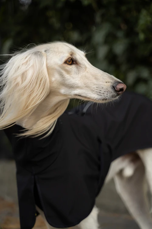 Duży chart w czarnej kurtce softshell z odblaskami – portret z bliska