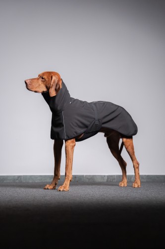 Wyżeł w czarnej kurtce softshell z odblaskami stoi w całości, widok z boku