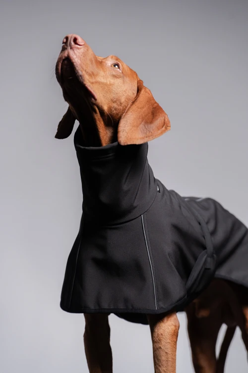 Wyżeł w czarnej kurtce softshell z odblaskami, zbliżenie na głowę i kołnierz