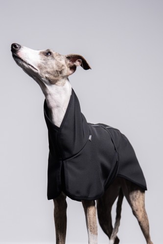 Whippet w czarnej kurtce softshell z odblaskami, portret z uniesioną głową