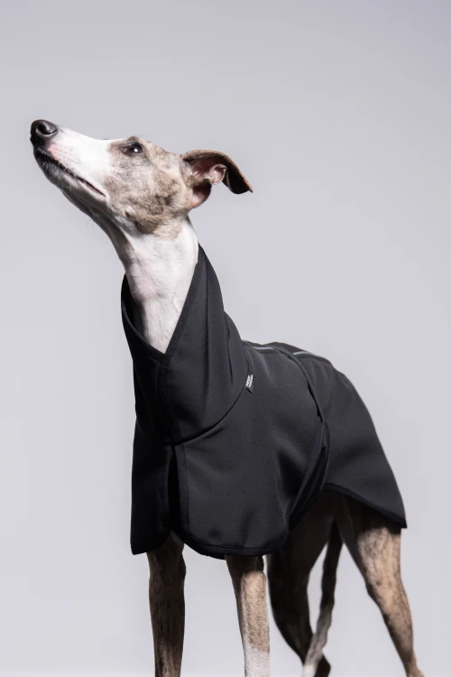 Whippet w czarnej kurtce softshell z odblaskami, portret z uniesioną głową