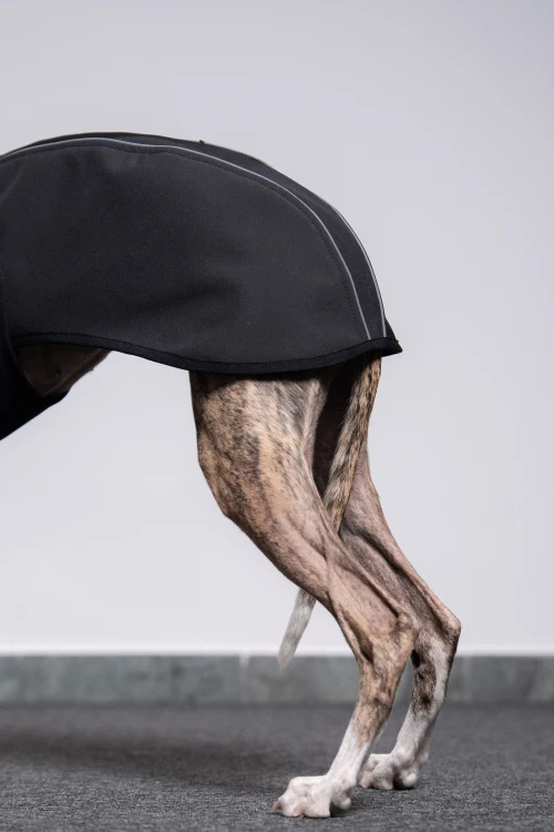 Czarna kurtka softshell dla whippeta – widok z tyłu na uniesione tylne łapy
