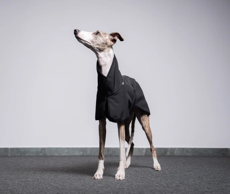 Whippet w czarnej kurtce softshell z odblaskami stoi w całości, portret