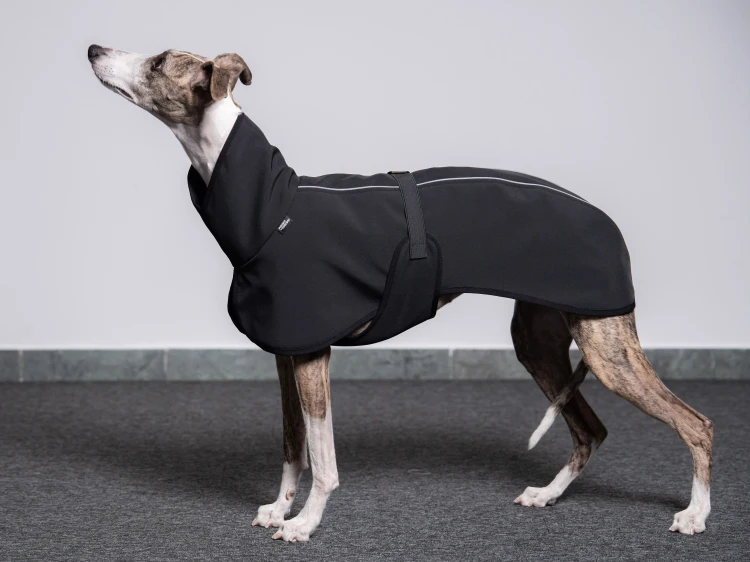 Whippet w czarnej kurtce softshell z odblaskami w ruchu, widok z boku