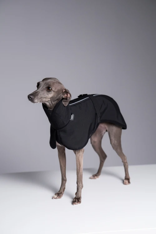 Charcik włoski w czarnej kurtce softshell z odblaskami, portret z bliska