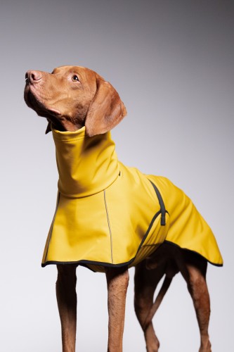 Wyżeł w żółtej kurtce softshell z odblaskami, portret z uniesioną głową