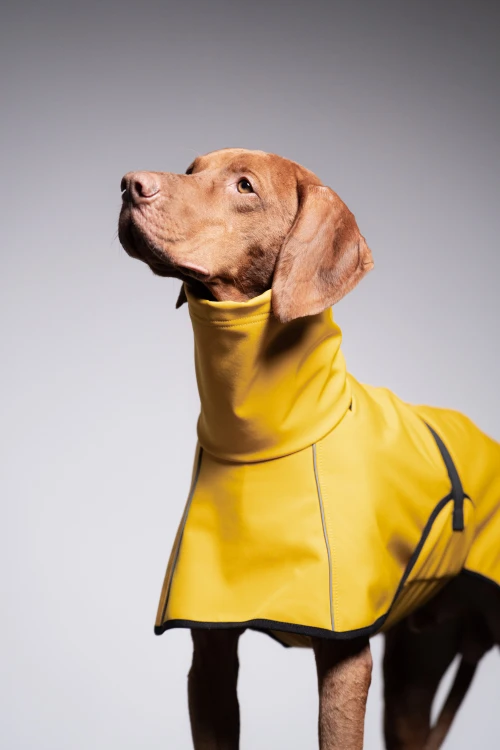 Wyżeł w żółtej kurtce softshell z odblaskami, portret z bliska