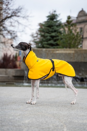Whippet w żółtej kurtce softshell – widok z boku