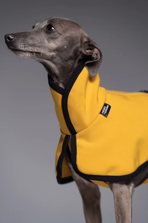 Portret charcika włoskiego w żółtej kurtce softshell z odblaskami