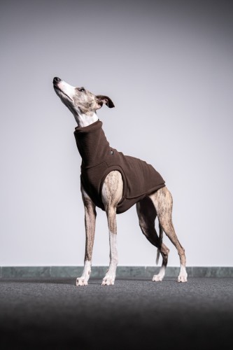 Whippet w brązowej polarowej bluzie – portret z uniesioną głową, widok z boku