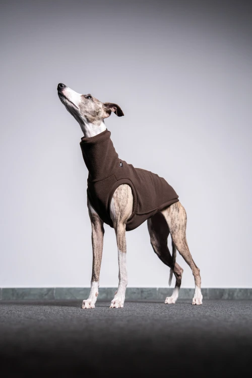 Whippet w brązowej polarowej bluzie – portret z uniesioną głową, widok z boku