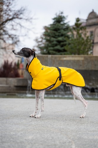 Whippet w żółtej kurtce softshell – widok z boku